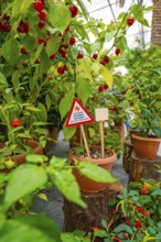 Chilli plants in pots with a warning sign in a greenhouse, Pepperoni House, Flower Island Mainau,