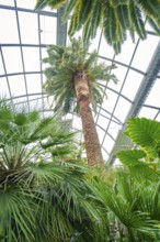 View of tall palm trees under a glass greenhouse roof, Pepperoni Haus, Mainau flower island, Lake