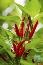 Close-up of red chilli peppers on a plant, Pepperoni House, Mainau Flower Island, Lake Constance,
