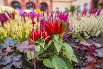 Colourful garden with red peppers and flower-bed in a flower bed, Pepperoni House, Mainau Flower