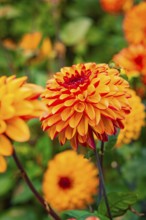 Bright red and orange dahlia flower in close-up, surrounded by colourful blossoms, Mainau Island,