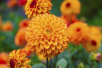 Vivid orange dahlia flowers stand in the foreground of a colourful garden, Mainau Island, Lake