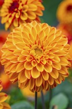 Macro photograph of a bright orange dahlia flower in full bloom in the garden, Mainau Island, Lake