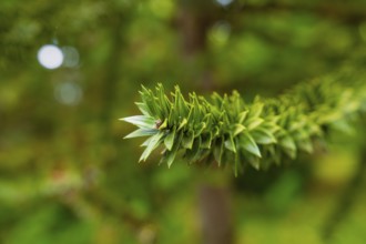 Close-up of a green, needle-like leaf in front of a blurred natural background, Mainau Island, Lake