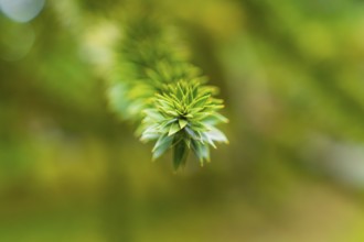 Detailed focussed image of a green branch in front of a blurred green background, Mainau Island,