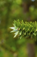 Focussed plant shot with clear background bokeh and vivid green tones, Mainau Island, Lake