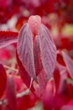 Close-up of red dried leaves with striking leaf structure in a warm autumn ambience, Mainau Island,