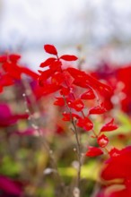 Bright red leaves of plants in focus, blurred background, Mainau Island, Lake Constance, Germany