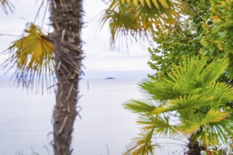 Palm trees and vegetation on the lake, a boat in the water spreads holiday feelings, Mainau Island,