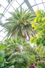 Tropical atmosphere in a greenhouse with tall palm trees under a glass roof, Mainau Island, Lake