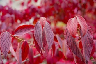 Detailed depiction of red autumn leaves with a soft background, Mainau Island, Lake Constance,