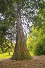 Tall conifer in a green park or forest, impressive size and peaceful atmosphere, Mainau Island,