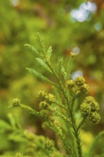 Branch of an evergreen tree with blurred background and intense green tones, Mainau Island, Lake