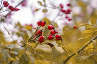 Red rose hips on bushes surrounded by yellow leaves in an autumnal mood, Mainau Island, Lake