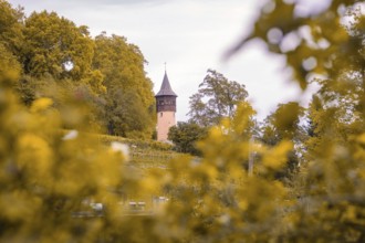 Tower surrounded by a sea of autumn leaves in a rural scene, Mainau Island, Lake Constance, Germany