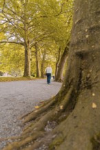 Woman in autumnal surroundings walking alone on a path, Mainau Island, Lake Constance, Germany