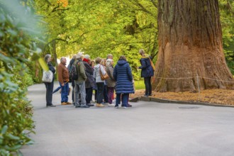 Group of people in a park listening to a tree guide around a large tree, Mainau flower island, Lake