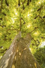 Perspective from below on a tree with green leaves, interspersed with sunlight, Mainau flower