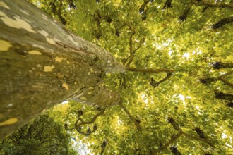 View from below of a tree with yellow illuminated leaves in the sunlight, Mainau flower island,