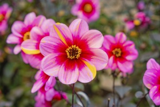 Bright pink dahlia flowers with yellow accents in a garden in daylight, Mainau flower island, Lake