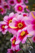 Close-up of pink dahlia flower-bed with yellow accents in a dense flower bed, Mainau flower island,