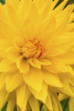 Large bright yellow flower with soft petals, Mainau flower island, Lake Constance, Germany