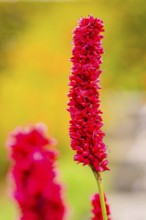 Close-up of a red flower, sharp in the foreground, with blurred background, Mainau flower island,