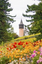 Park with colourful flowers and view of a tower between trees, Mainau flower island, Lake