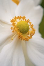 White flower with yellow centre in clear, soft details, Mainau flower island, Lake Constance,