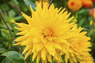 Bright yellow flowers in a garden against a green backdrop, Mainau flower island, Lake Constance,