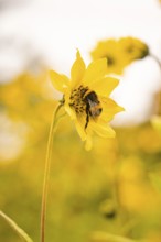 Close-up of a bee on a yellow flower, surrounded by other flowers, Mainau flower island, Lake