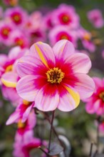 Close-up of a pink and yellow flower in bright colours, Mainau flower island, Lake Constance,