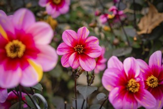 Bright pink flowers in a garden full of plants, Mainau flower island, Lake Constance, Germany