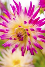 Close-up of a bright yellow and pink flower, Mainau flower island, Lake Constance, Germany
