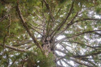 View from below into the treetop with branched branches and green leaves, Mainau flower island,