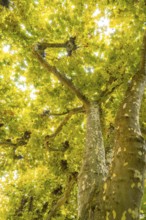 Sunlight shines through the green treetops in autumn, Mainau flower island, Lake Constance, Germany