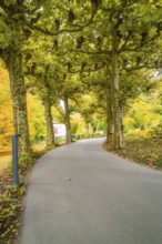 A path lined with trees in an autumnal avenue, Mainau flower island, Lake Constance, Germany