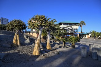 Quiver trees (Aloe dichotoma) at the waterfront, Robert Harbour, Lüderitz, Karas Region, Namibia