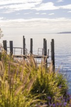 A quiet jetty on the lake under a cloudy sky, surrounded by reeds and nature, Überlingen, Lake