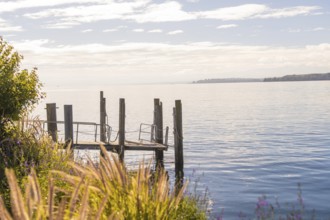A lonely jetty juts into the calm waters of a lake, surrounded by plants and under a clear sky,
