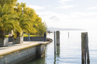 Overgrown shore area with palm trees and calm water under a sunny sky, Überlingen, Lake Constance,