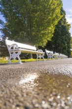 White benches in an avenue, with bright sun in the background, quiet atmosphere, Überlingen, Lake