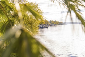 View of a lake with autumnal trees and palm trees in the foreground under an overcast sky,