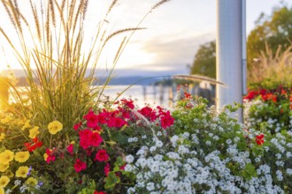 Colourful flowers in the foreground during a sunset at the lake, Überlingen, Lake Constance,