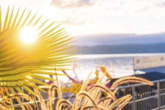 Palm leaf in front of a glowing sunset on the water, Überlingen, Lake Constance, Germany