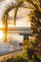 Romantic evening mood at the lake with pier and palm trees in the sunset, Überlingen, Lake