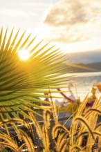 Relaxing scene with palm trees in front of a sunny lake, Überlingen, Lake Constance, Germany