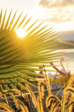 Sunbeams through palm leaves create a peaceful atmosphere, Überlingen, Lake Constance, Germany