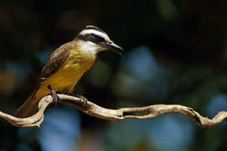 Sulphur-masked tyrant (Pitangus sulphuratus), Pantanal, Brazil, South America