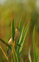 Reed Thrasher (Donacobius atricapilla), Pantanal, Brazil, South America